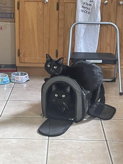 Cats enjoying the new carrier.
