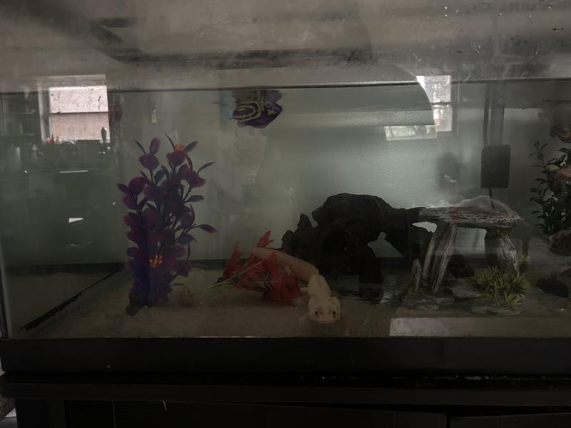 Henry liked the fish!