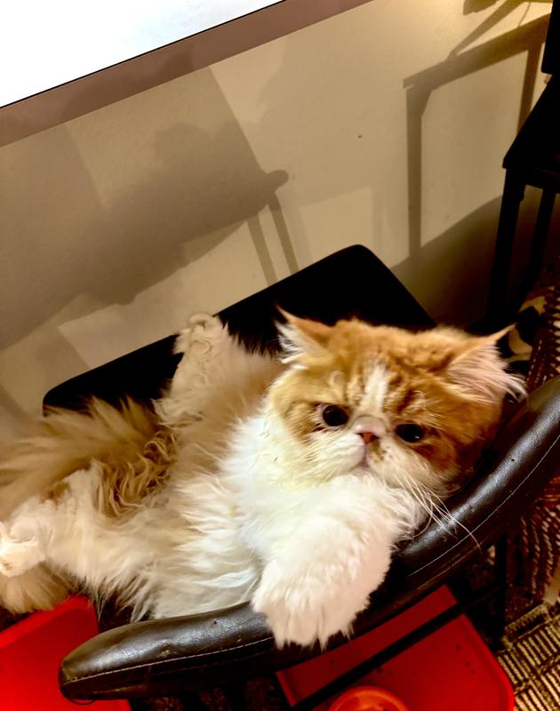 Sullivan finally feeling GOOD!