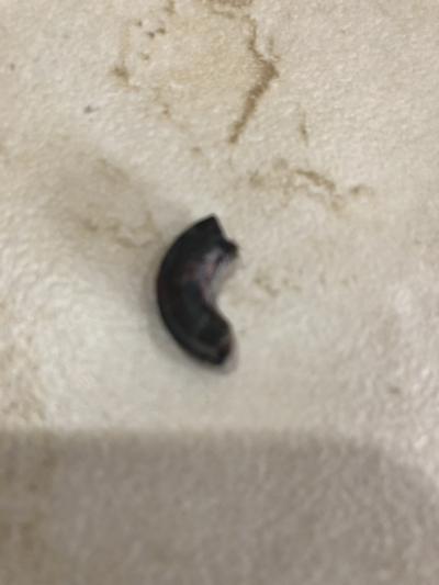 small terrier - toenail that turned sideways and we had to remove!!