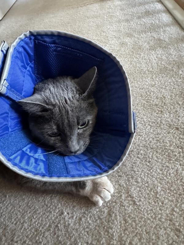 Calming E-Collar Quality