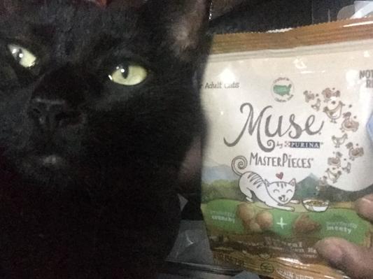 Muse masterpieces dry outlet cat food