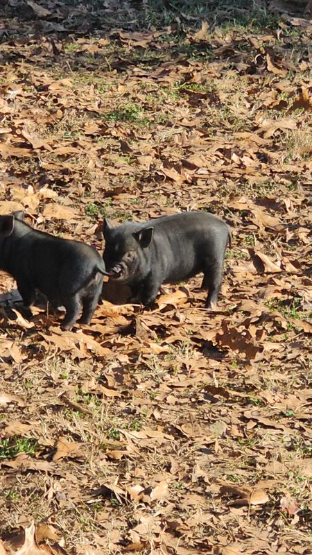 Babies glad their momma eats great food!! They are nursing and eating food now.