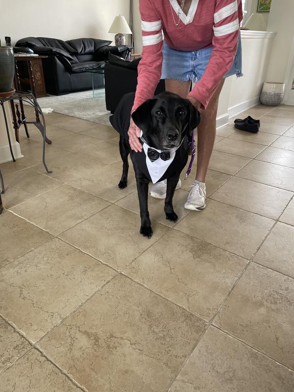 Shiny coat and ready for the party!