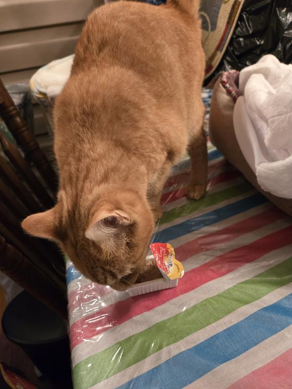 Purrfectly delectable!!