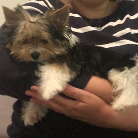 Lillo biewer terrier 4 months old.