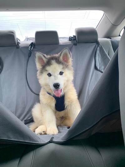 Russo Loves Car Rides