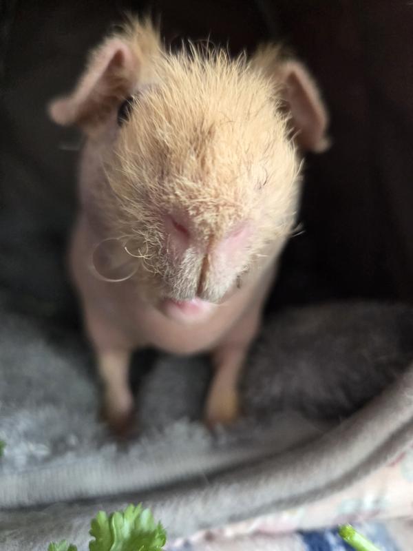 Happy pig after munching on pellets