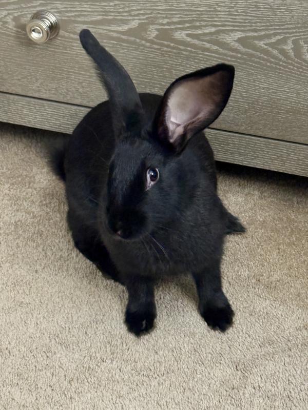 Black Star after enjoying his pellets