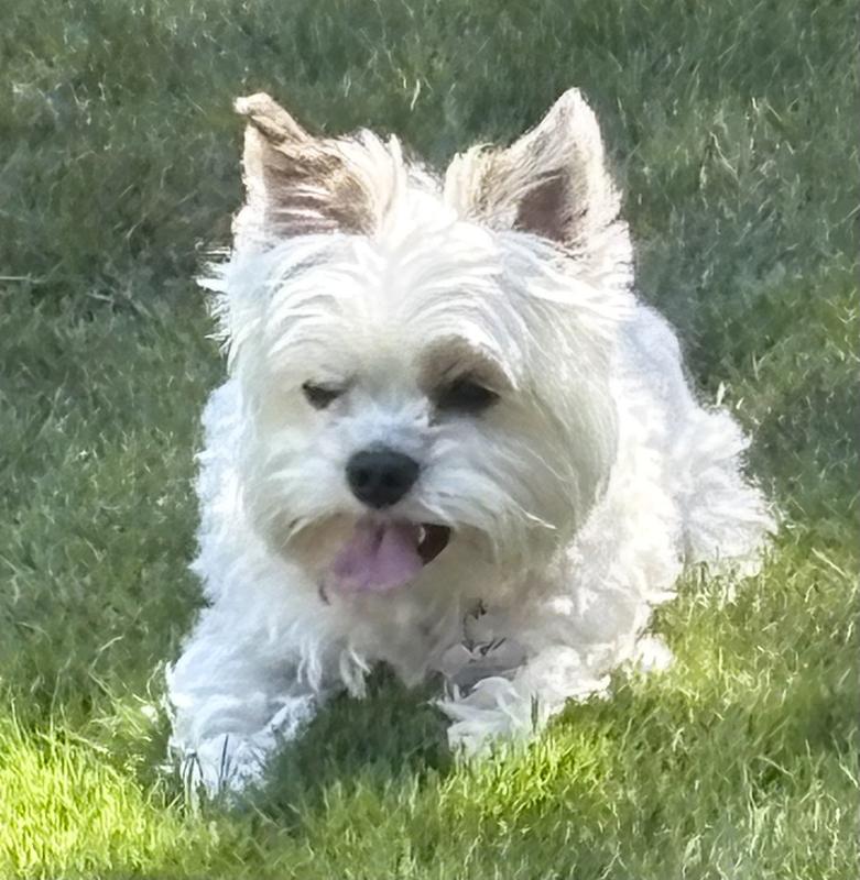 My exotic blue Merle Yorkie after playing with his friend