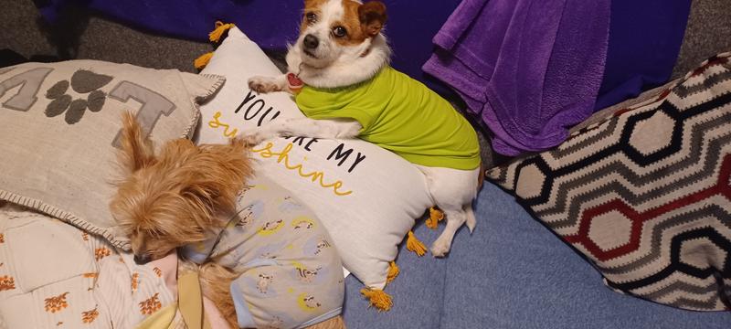 Millie and Pogo relaxing in their new duds