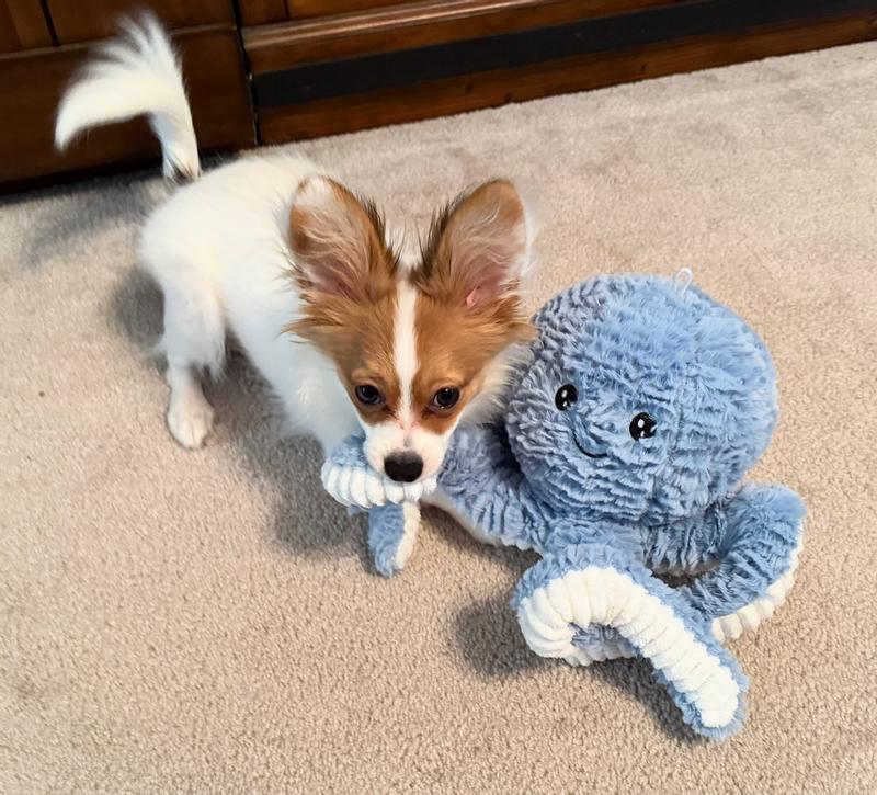 Brady and his new friend taking a walk.  :)