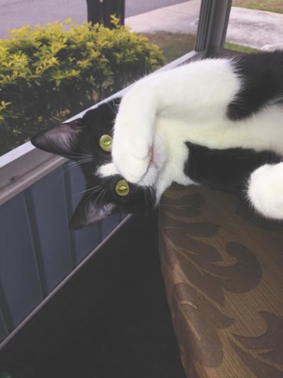 Ozzy, the rescue baby.