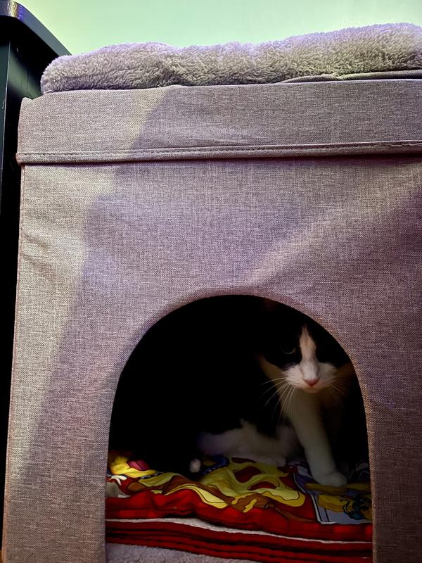 Mochi hanging out in the cat house.