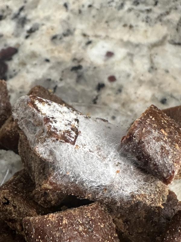 White coating looks moldy and old.