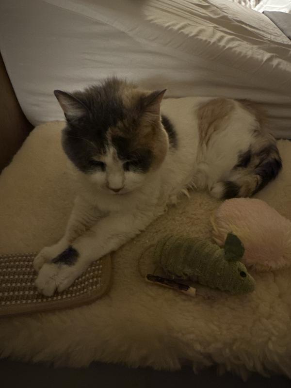 Miss Annie the Great!