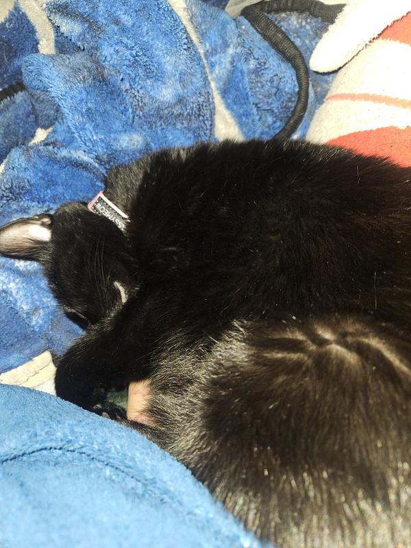 Passed out after a good meal.