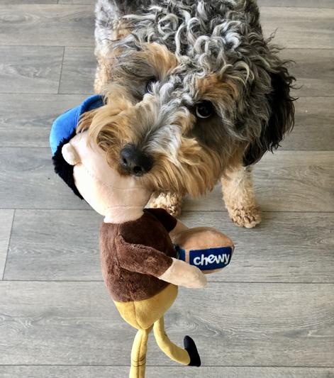 Chewy shop puppy box