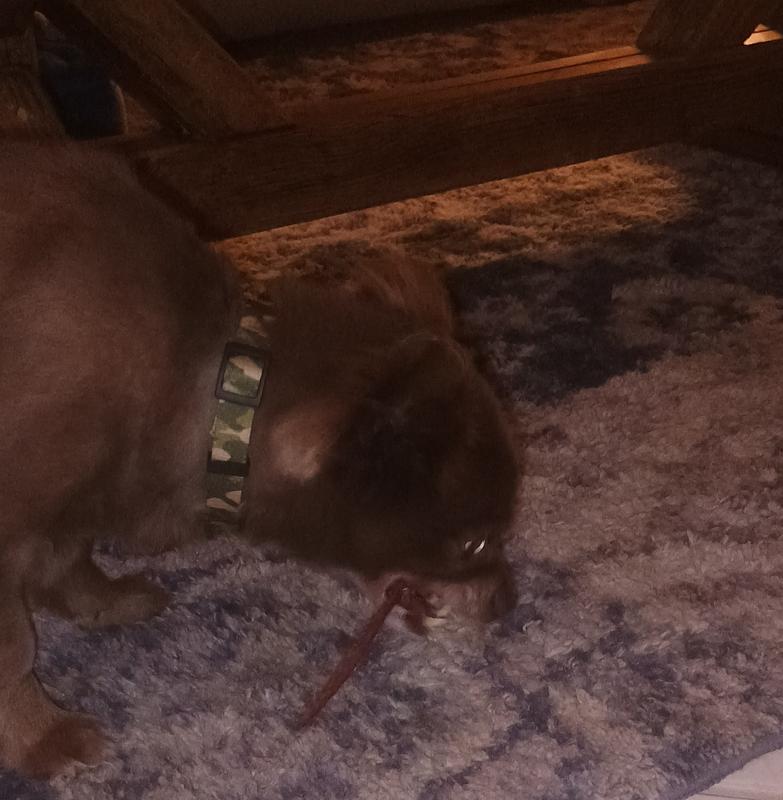 Pup enjoying the jerky