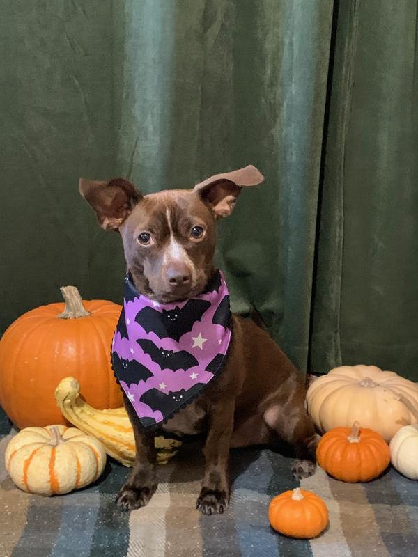 Halloween photo shoot outfit success!