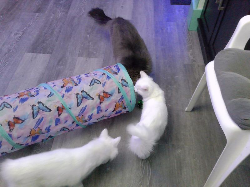 Miss Kitty, Dillon and Houdini inspecting the tunnel when they first saw it.