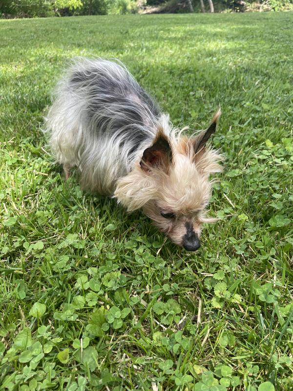 Rest in peace little Sugar 😭🌈