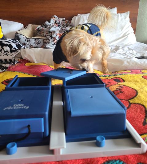 Trixie Activity Poker Box Interactive Dog Toy, Level 2