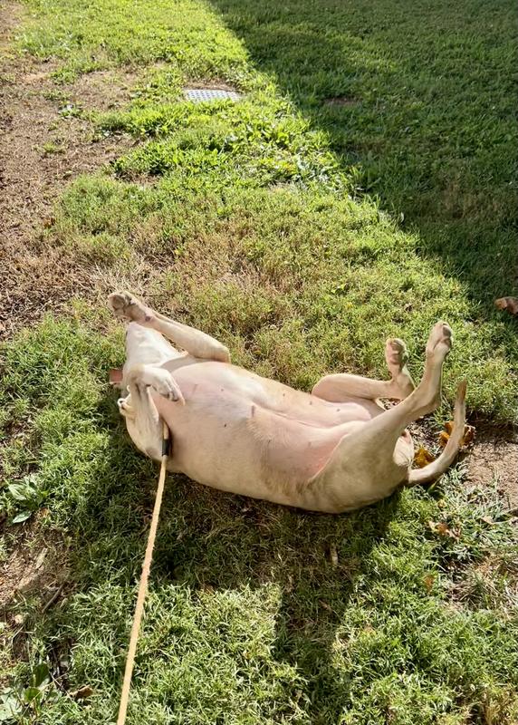 Rolling in the sunshine she loves on day 5, lol