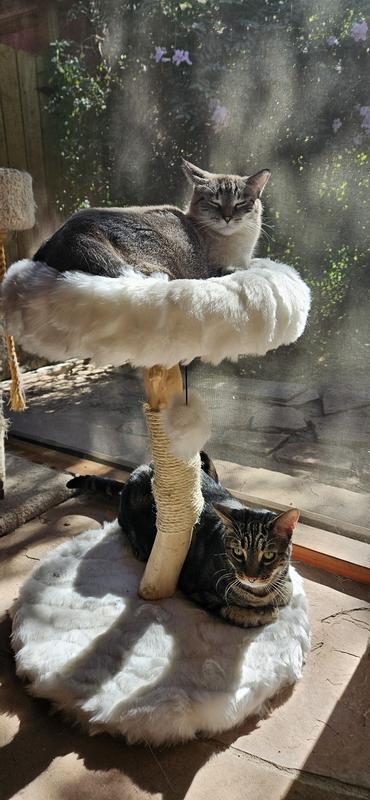 Snowflake on top, Tiger at the base