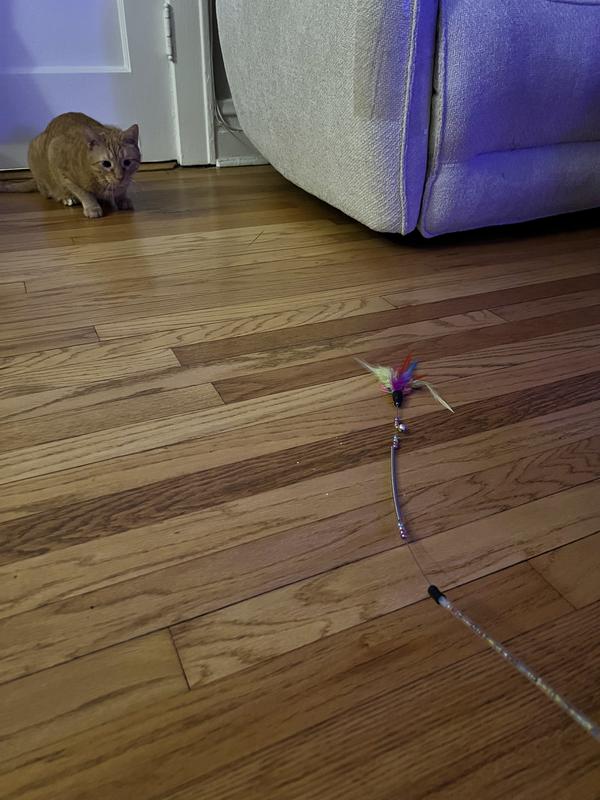 Stalking his prey