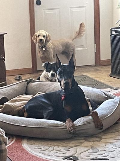 Archer, Skye and Tater (front to back)