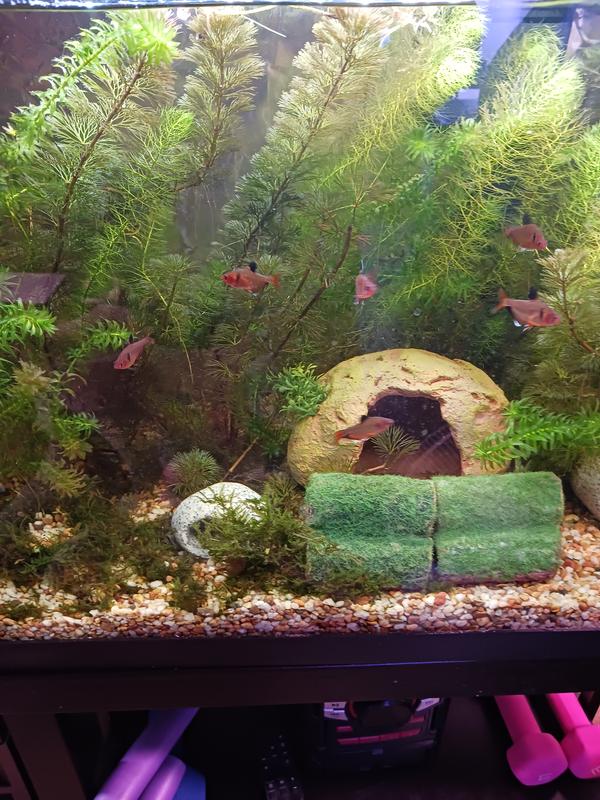 My aquarium ornaments