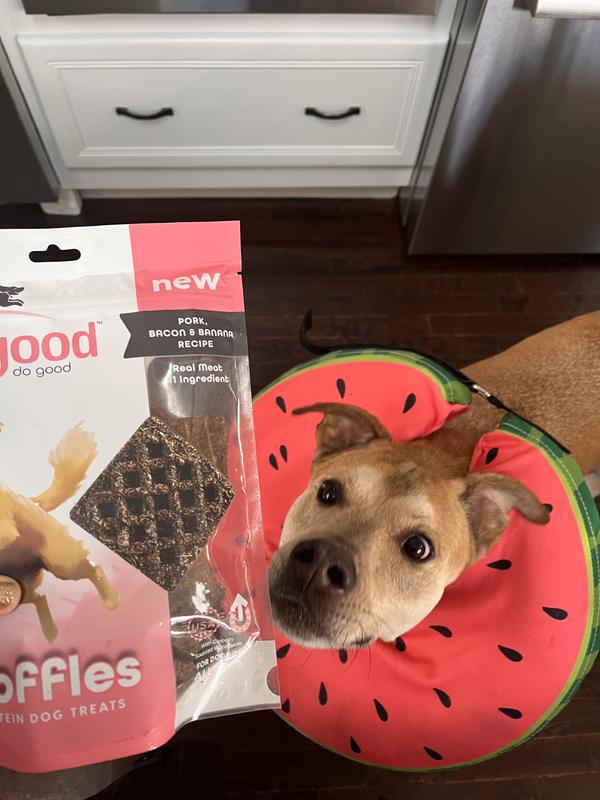 What is thissss??? (She recently had an acl surgery that’s why she has the donut on)