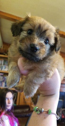 Dorkie/Morkie Chubbz