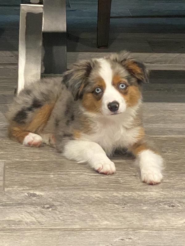 Knox after his bath.