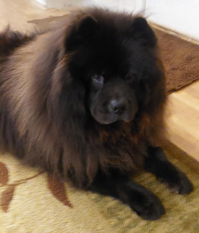Customer photo from a Chewy review of INVIROX bully sticks: black Chow Chow resting on a rug
