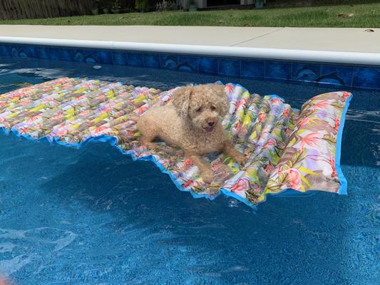 Scamp Lounging in the Pool
