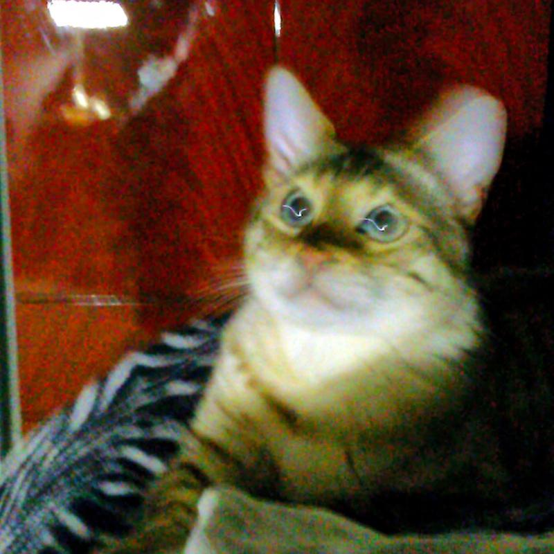 Shu, my seal lynx point Bengal - turns 16 on 9-25-25