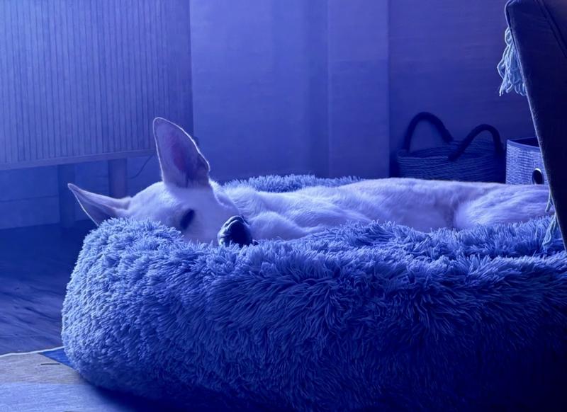 Cozy shepherd on the jumbo bed