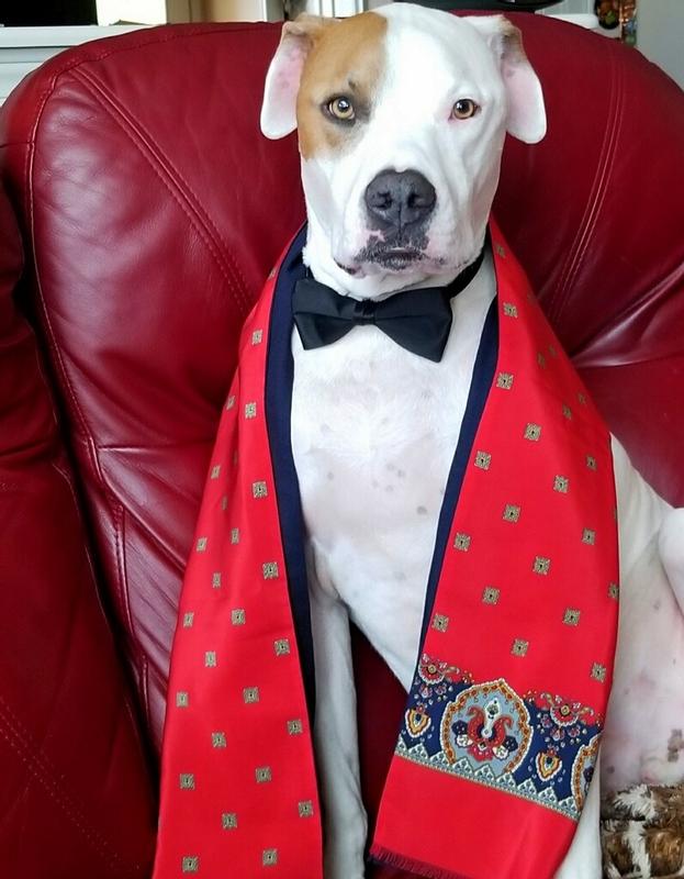 Sir Scooby Dude offers his endorsement.