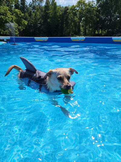 MAZORT Dog Life Jacket Reflective & Adjustable Preserver with Rescue Handle for Swimming Boating & Canoeing Blue, X-Large Camouflage Lifesaver Vest 