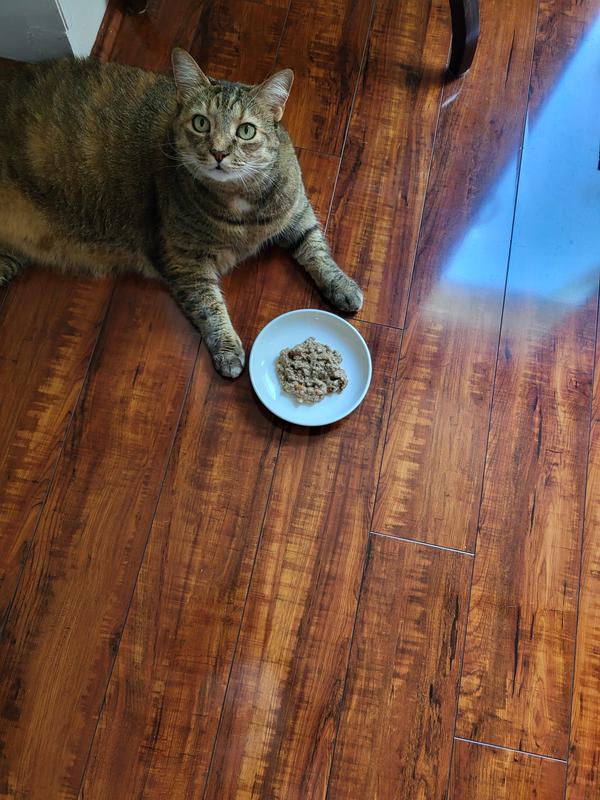 "Are you serious?!" She did not like this. She looked at me like she wanted to yell meows at me! Lol Back to her diet food.