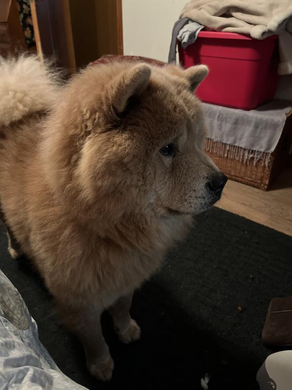 My chow chow Andy! My wild child.