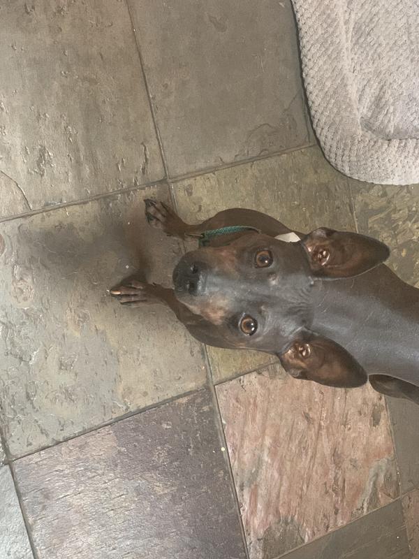 Ryder squeaking with excitement