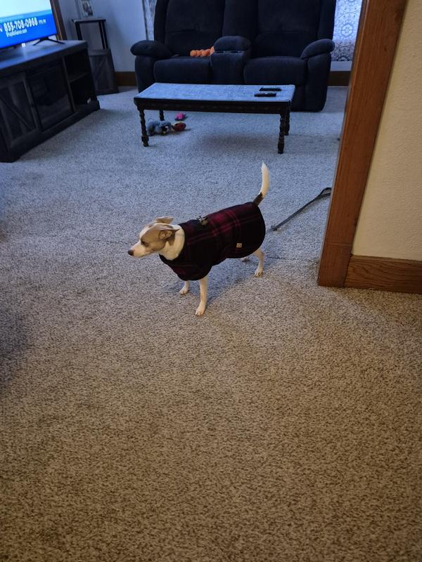 Louie in his nice new coat !