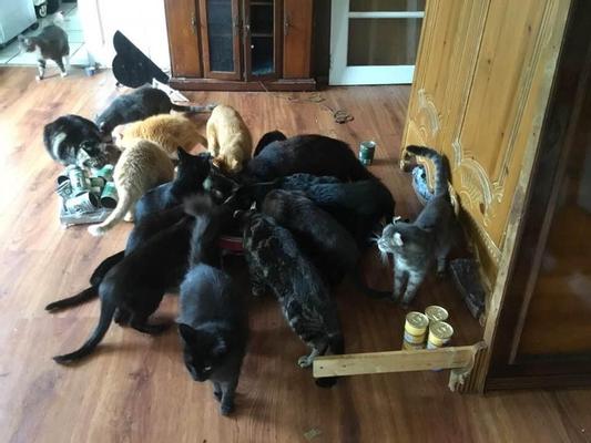 Some of my menagerie