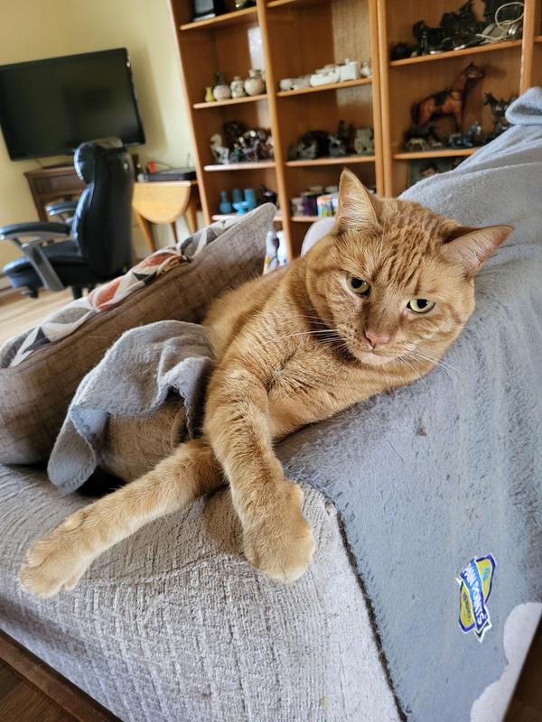 My contented Gibson!