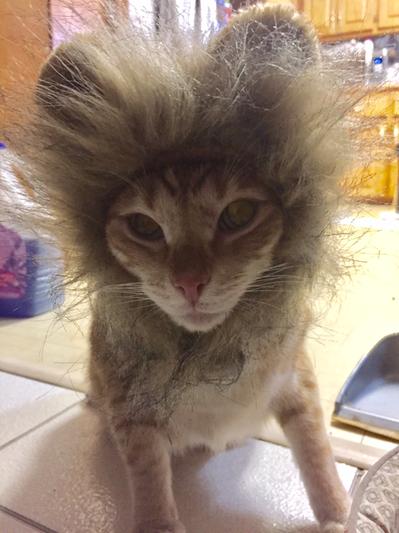 Ringo,my kitty looking so cute