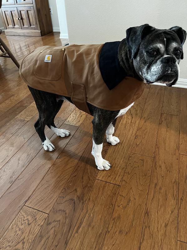 Pepper loves her Carhartt insulated dog coat