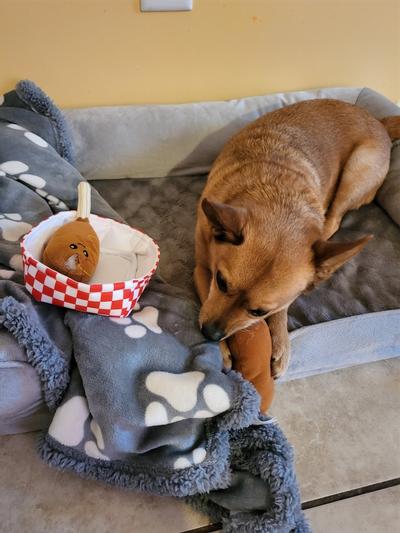 A Pair of Squeaky Dog Toys – Border Loves